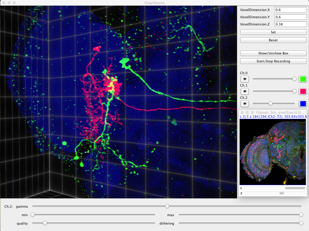 The main ClearVolume plugin can render volumetric multi-channel data. Channel LUTs, transparency, rendering quality, etc. can easily be set in the plugins user interface. We thank Tzumin Lee's group at Janelia for being allowed to use their twin-spot MARCM (Yu et al., Nature Neuroscience, 2009) labeled neurons.