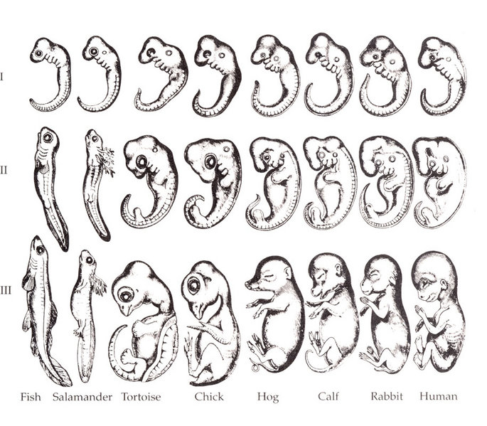 Drawing of Haeckel embryos