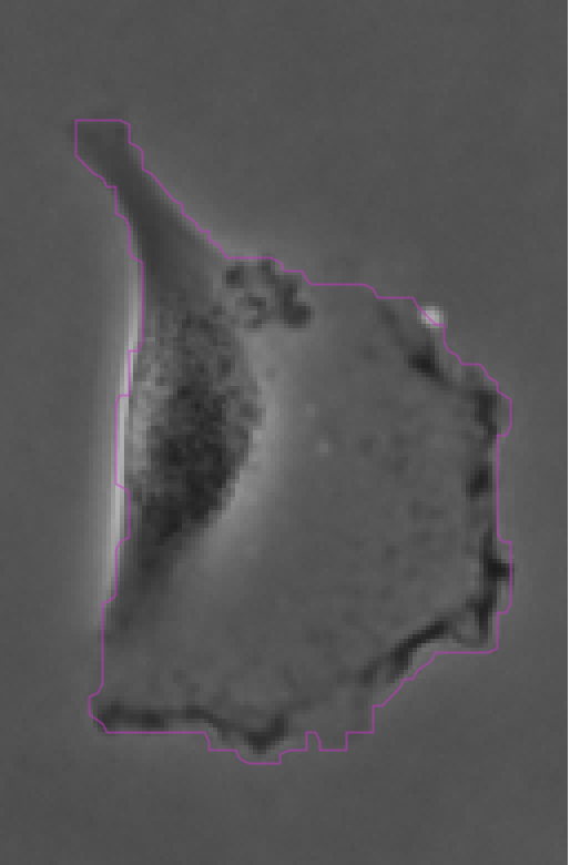 /media/plugins/trackmate/detectors/cellpose/trackmate-cellpose-tutorial-b-05