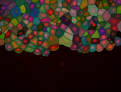 /media/plugins/trackmate/detectors/trackmate-cellpose-sam-R2_multiC.gif
